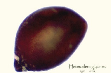A cyst of the soybean cyst nematode