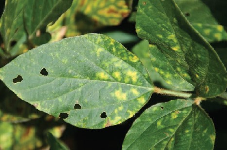 Soybean leaves showing small, chlorotic spots