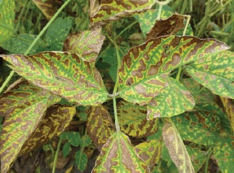 Soybean leaves showing showing brown, necrotic blotches