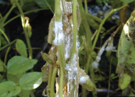 White mold on the stem of a soybean plant