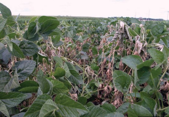 Wilted soybean plants in a field