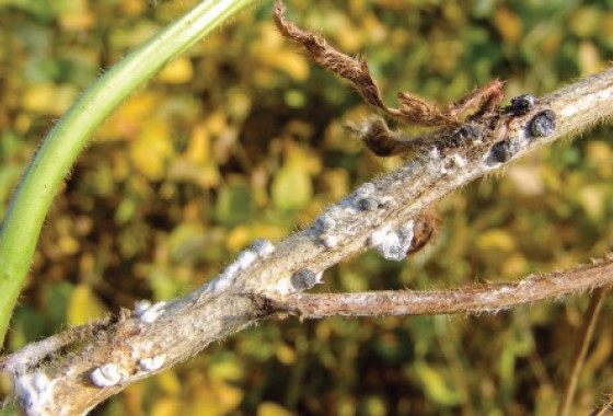 Black sclerotia on the stem of a soybean plant