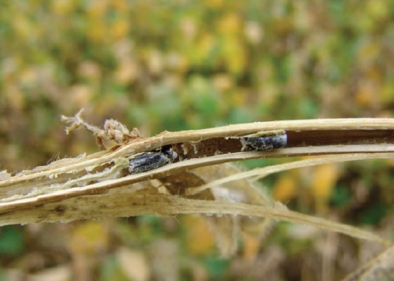 Black sclerotia on the inside of a soybean plant stem
