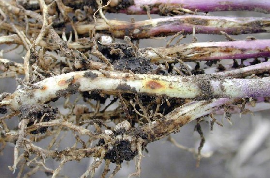 Soybean stems and roots showing blight and rot