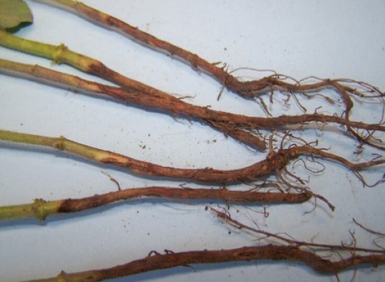 Soybean stems and roots showing brown, dry lesions