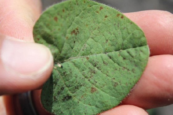 A soybean leaf with brown spots
