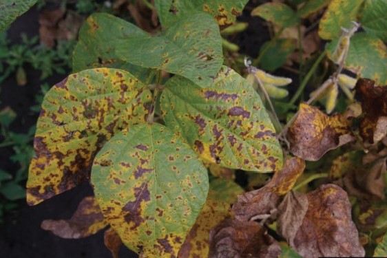 Yellow, chlorotic soybean leaves with brown lesions