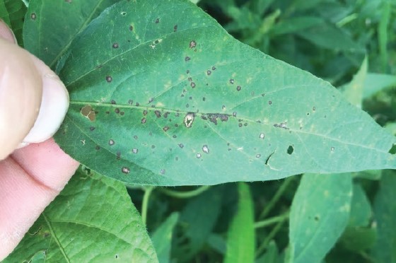 A soybean leaf showing initial symptoms of frogeye leaf spot