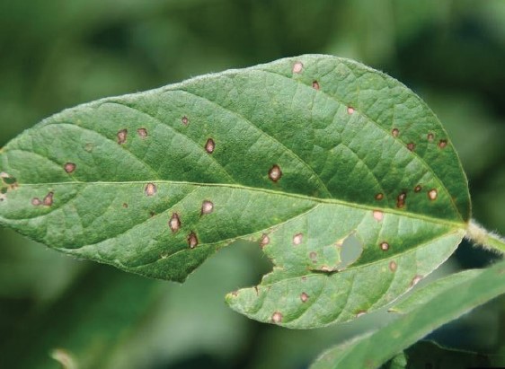 A soybean leaf with developed lesions