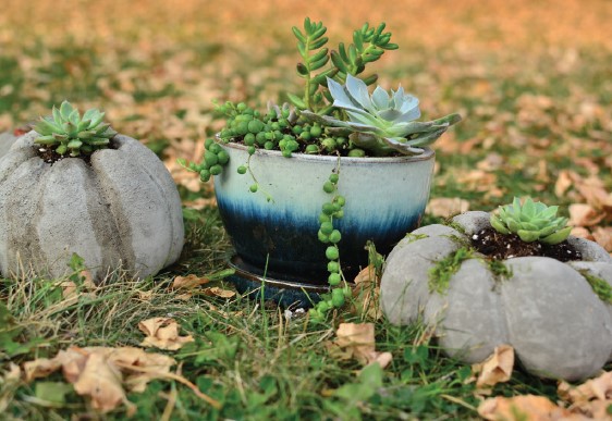 Three ceramic container planted with a variety of succulent plants