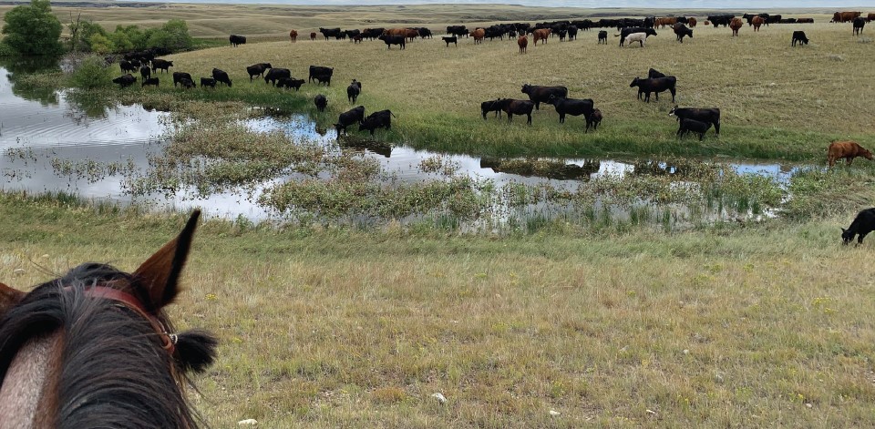Cattle drinking from a stock pond