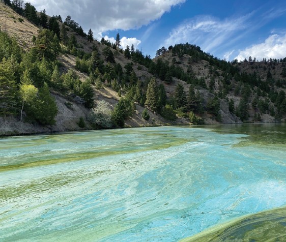 A cyanobacteria bloom in Holter Lake