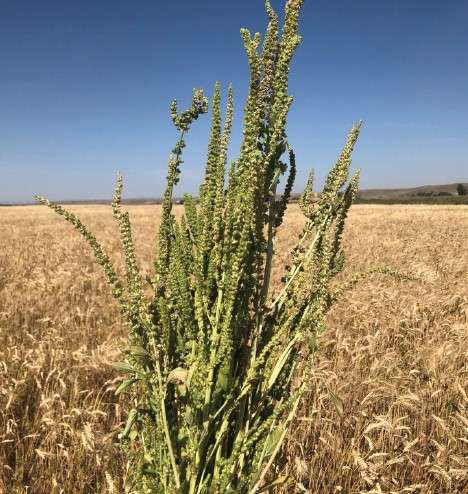 A photo of a waterhemp plant in a field of irrigated durum.