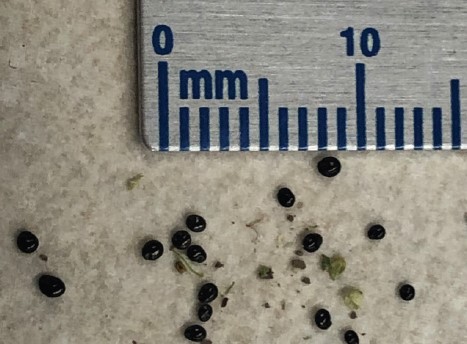 A photo of small, black waterhemp seeds and a ruler showing the seeds to be approximately 0.8 to 1 millimeter in diameter.