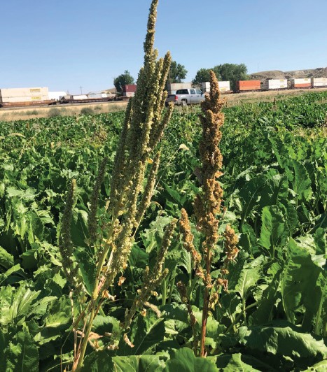 A photo of a waterhemp plant next to a redroot pigweed plant.