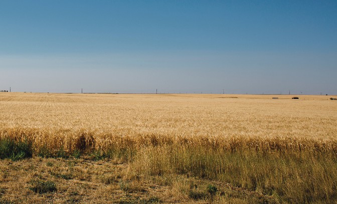A field of spring wheat ready for harvesting near Chester, Montana.