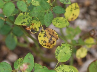 Photo of black spots on yellowing rose leaves.