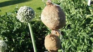 Bag seed heads with porous materials to catch seeds as they dry.