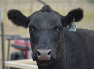 a cow gazing into the camera