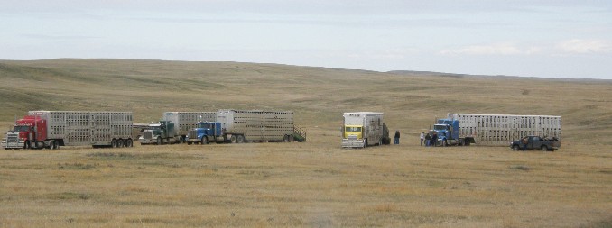 trucks in a field