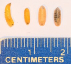 mature larvae