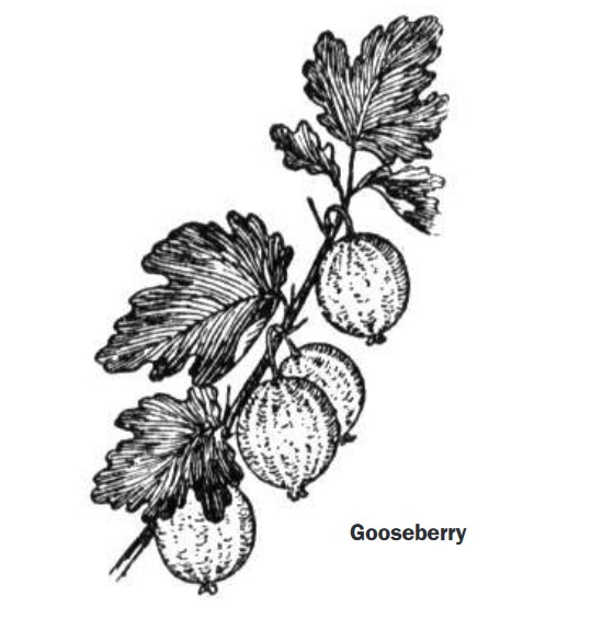 Illustration of a Gooseberry