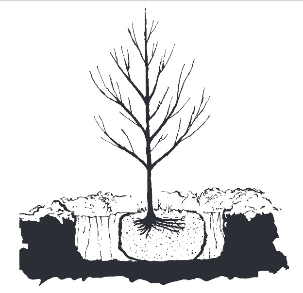 Figure 2: Misalignment of the root ball with root mass increases the chance of transplant shock.