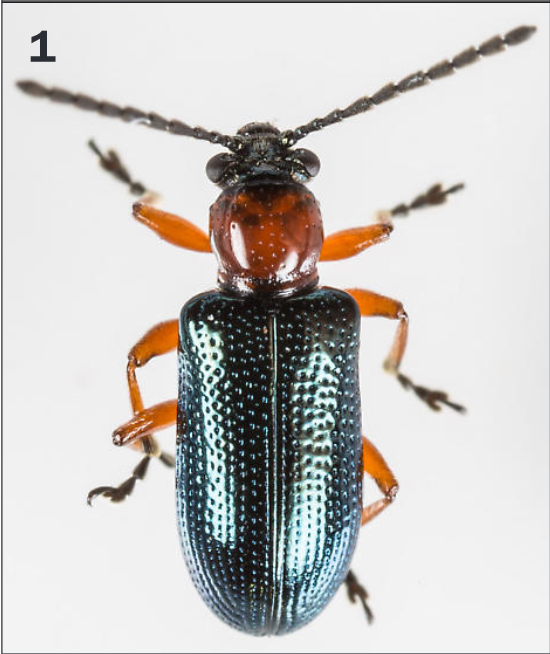Figure 1. Adult cereal leaf beetle has a red thorax, red legs, dark head and metallic green wing covers