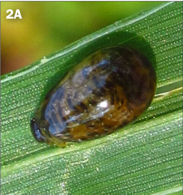 FIGURE 2, A) Cereal leaf beetle larvae coat themselves with a droplet of mucous and fecal pellets