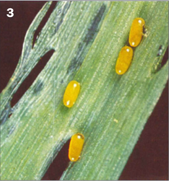 FIGURE 3. Adult chewing damage and eggs.