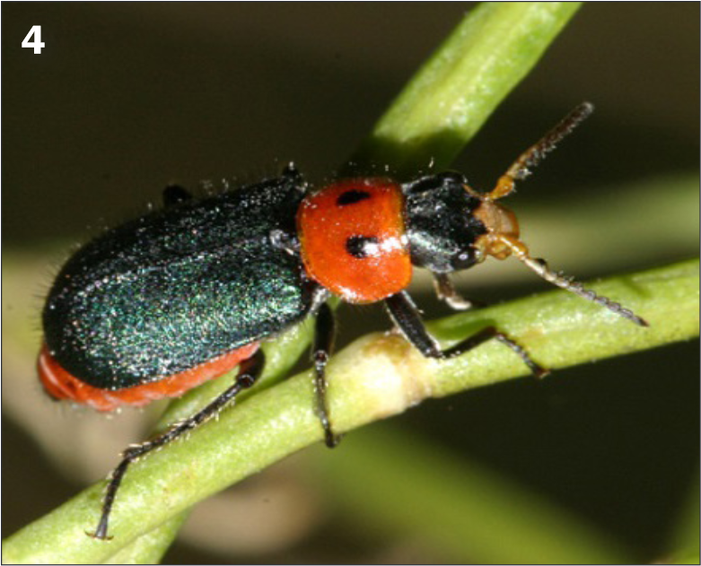 FIGURE 4. Look-alike collops beetles are beneficial predators in wheat and other crops.