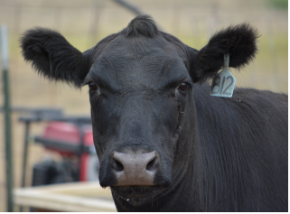 a cow gazing into the camera