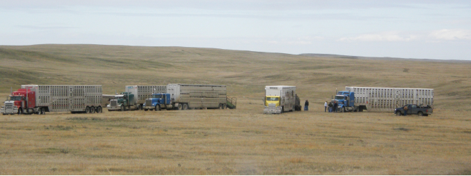 trucks in a field