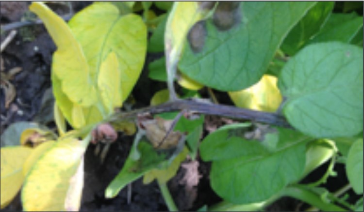 FIGURE 2. Dark brown to black lesions on leaves and stems.