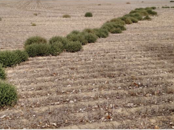 A glyphosate-resistant Russian thistle trail in chem-fallow, surviving multiple applications of glyphosate; Chouteau County, MT, 2015. (Photo by Peggy Lamb, NARC, Havre, MT.)