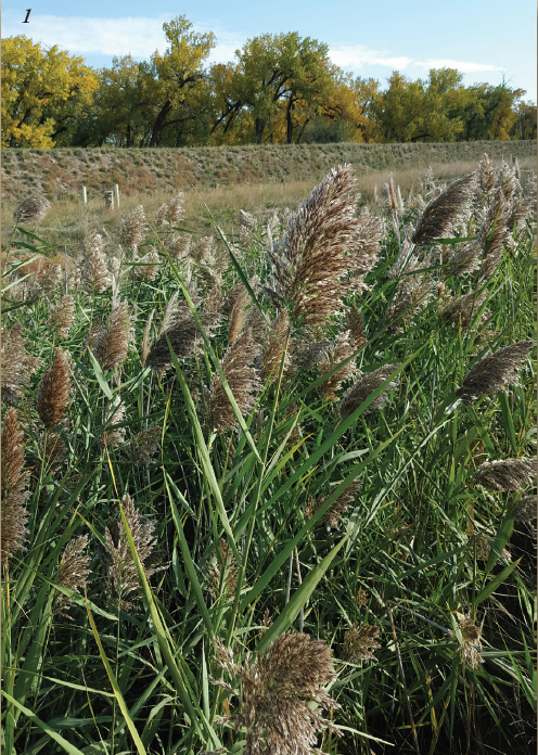 Phragmites in a field with large feathery plumes that of inflorescences