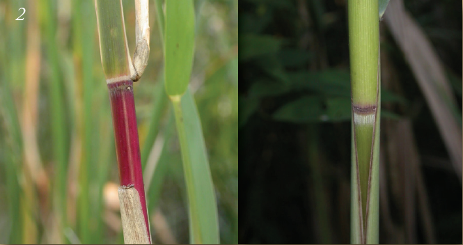 Left: A native phragmite stem appears to have one smooth bright red section and one green section. Right: an exotic phragmite stem had a dull green and brown ridge on the stem