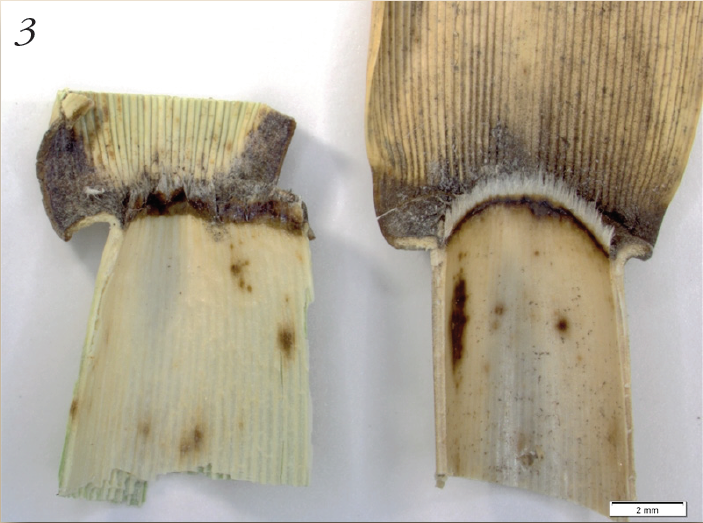 A native phragmite ligule on the left longer than that of an exotic phragmite on the right