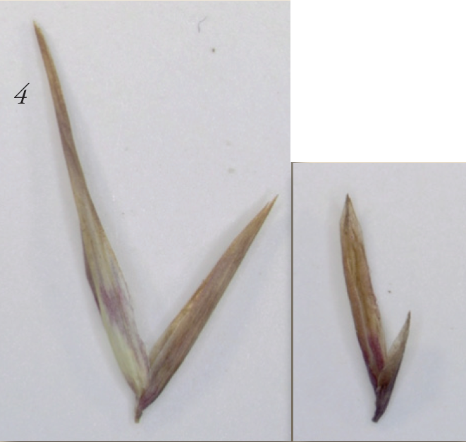 Native phragmite glumes on the left are much longer than that of an exotic phragmite pictured on the right
