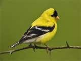 An American Goldfinch with yellow and black feathers