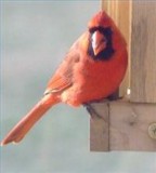 A Northern Cardinal with read feathers and a black face