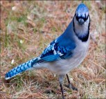 An image of a Blue Jay with blue, white, and black feathers