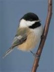 An image of a Black Capped Chickadee with black, tan, and white feathers
