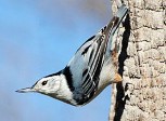 A white Breasted Nuthatch with blue, grey, and black feathers