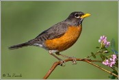 An American Robin with red and black feathers