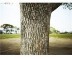 An image of tree bark