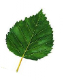 A green leaf