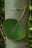 A leaf on a tree trunk