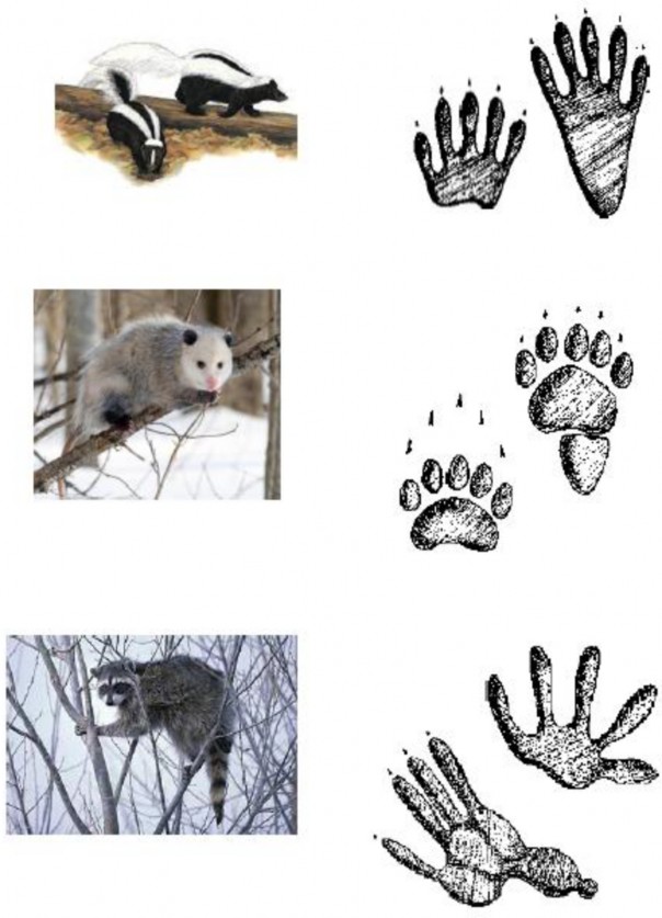 On the left are three animals, and on the right are three sets of animal tracks