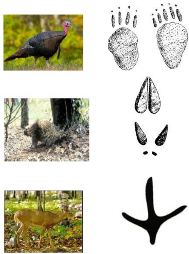 On the left are three animals, and on the right are three sets of animal tracks